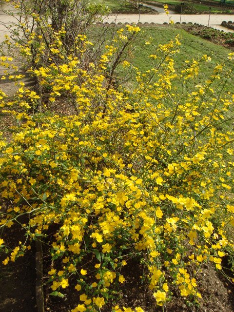 Kerria japonica (2)
